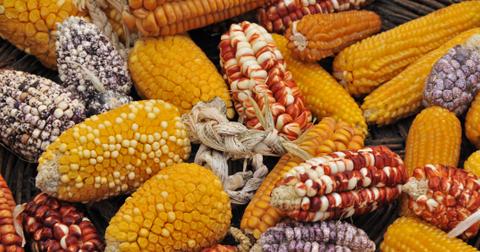 nativecorn