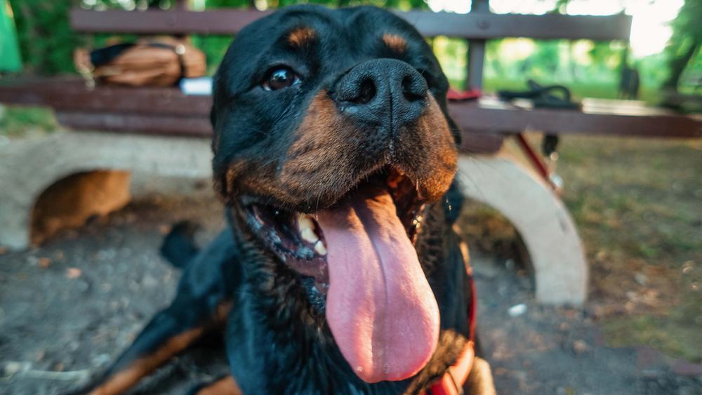 A smiling Rottweiler sitting on the ground.