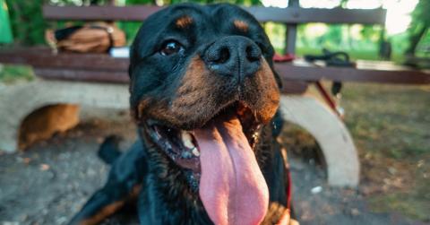 A smiling Rottweiler sitting on the ground.