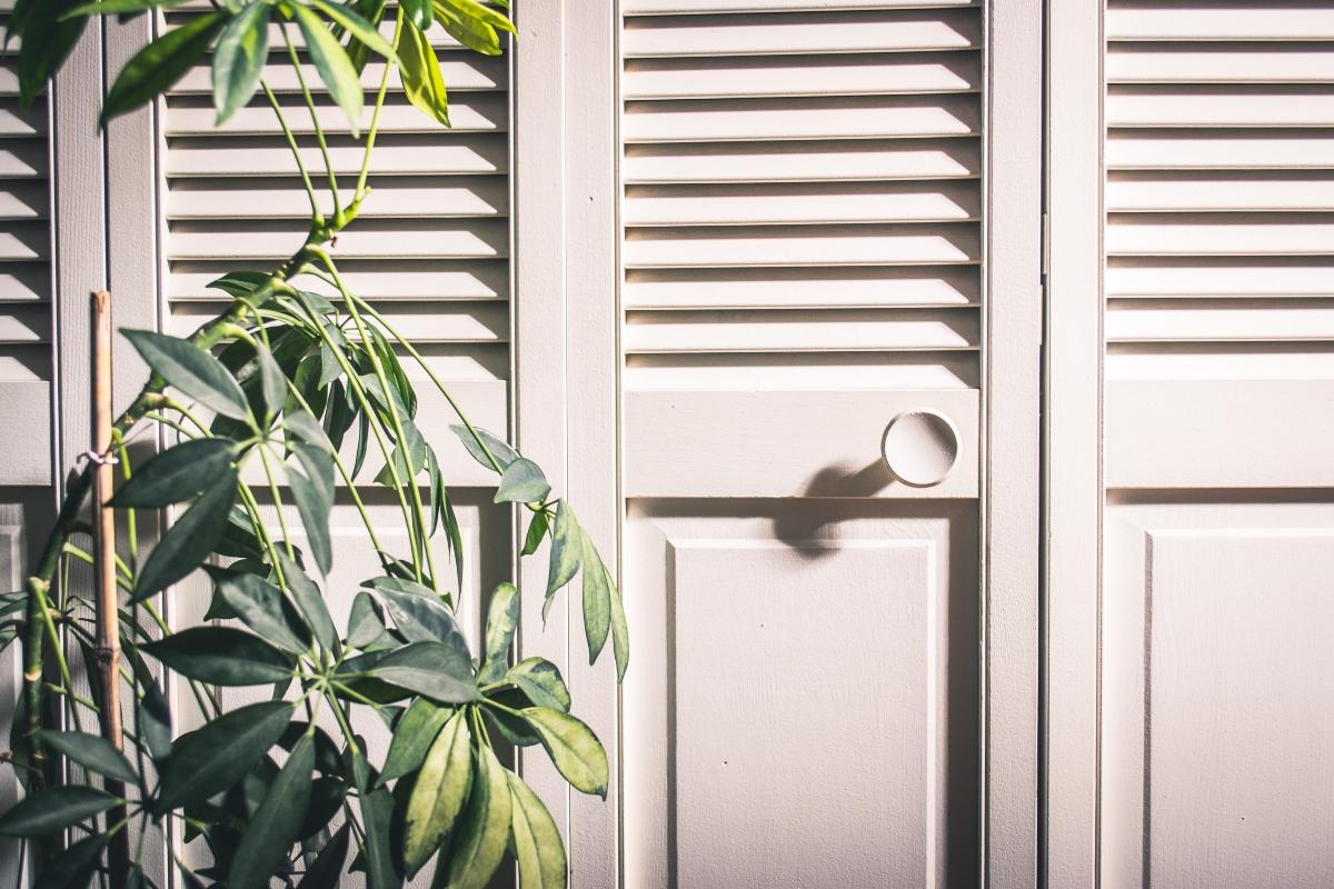 Bamboo palm plant next to white doors