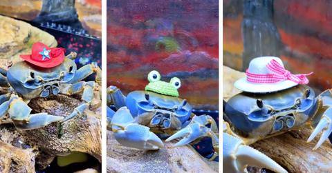 Howie the Crab wearing hats