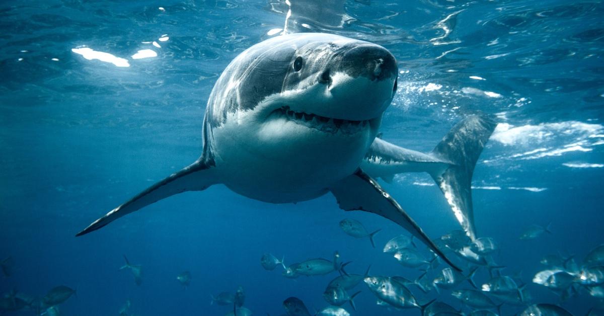 Great white shark swimming through a school of fish. 