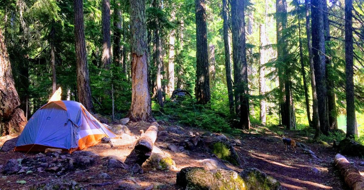 A tent is set up in the middle of the woods