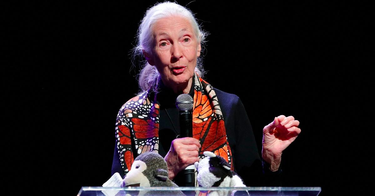 Jane Goodall's Son Did Not Follow in His Mother's Footsteps