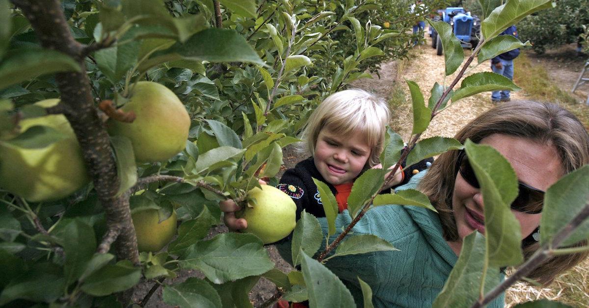 When is best for apple picking?