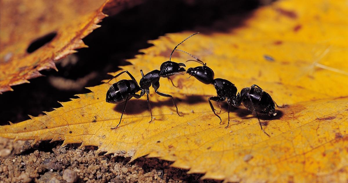 DIY Ant Traps and Killers That Really Work, According to Experts