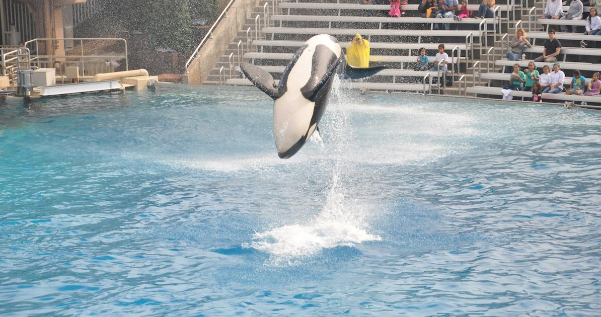 what happened orca trainer jessica