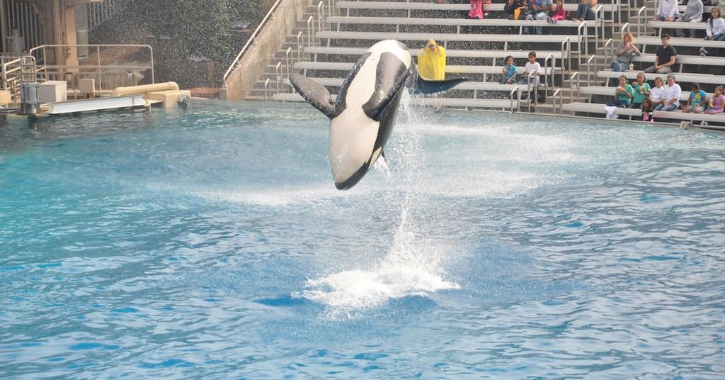 Here's What Happened to Orca Trainer Jessica Radcliffe