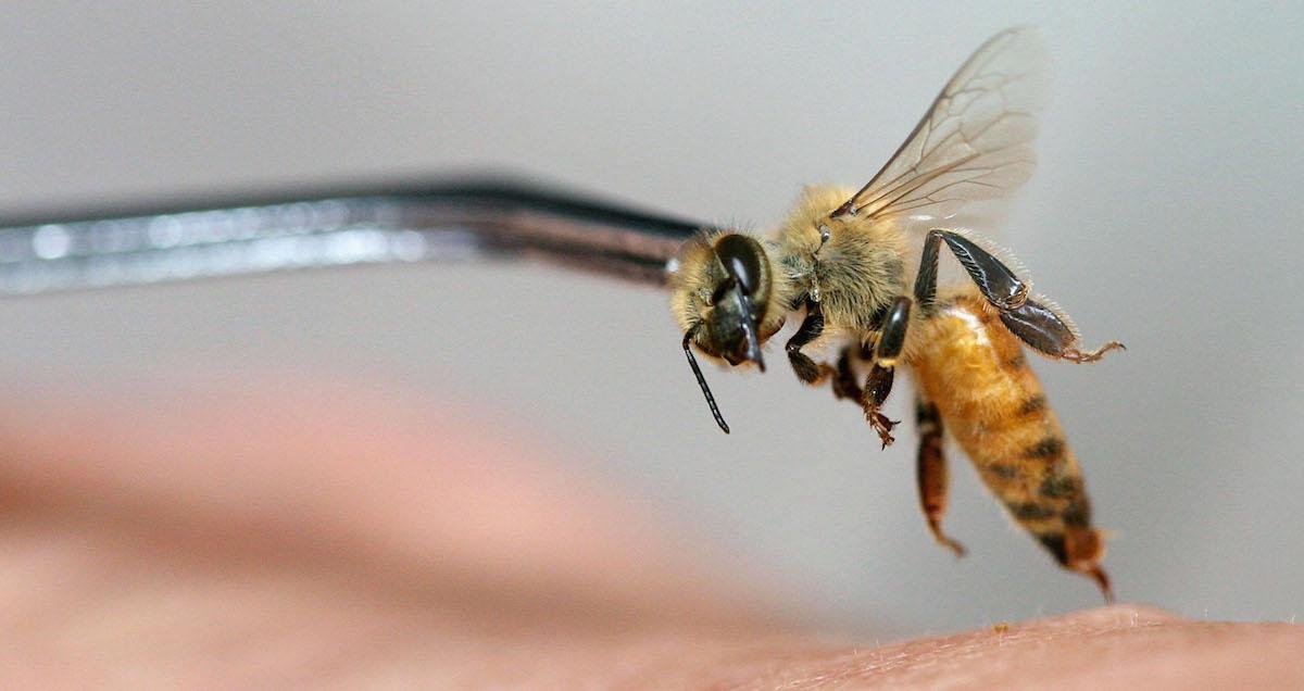 Plucking a bee away