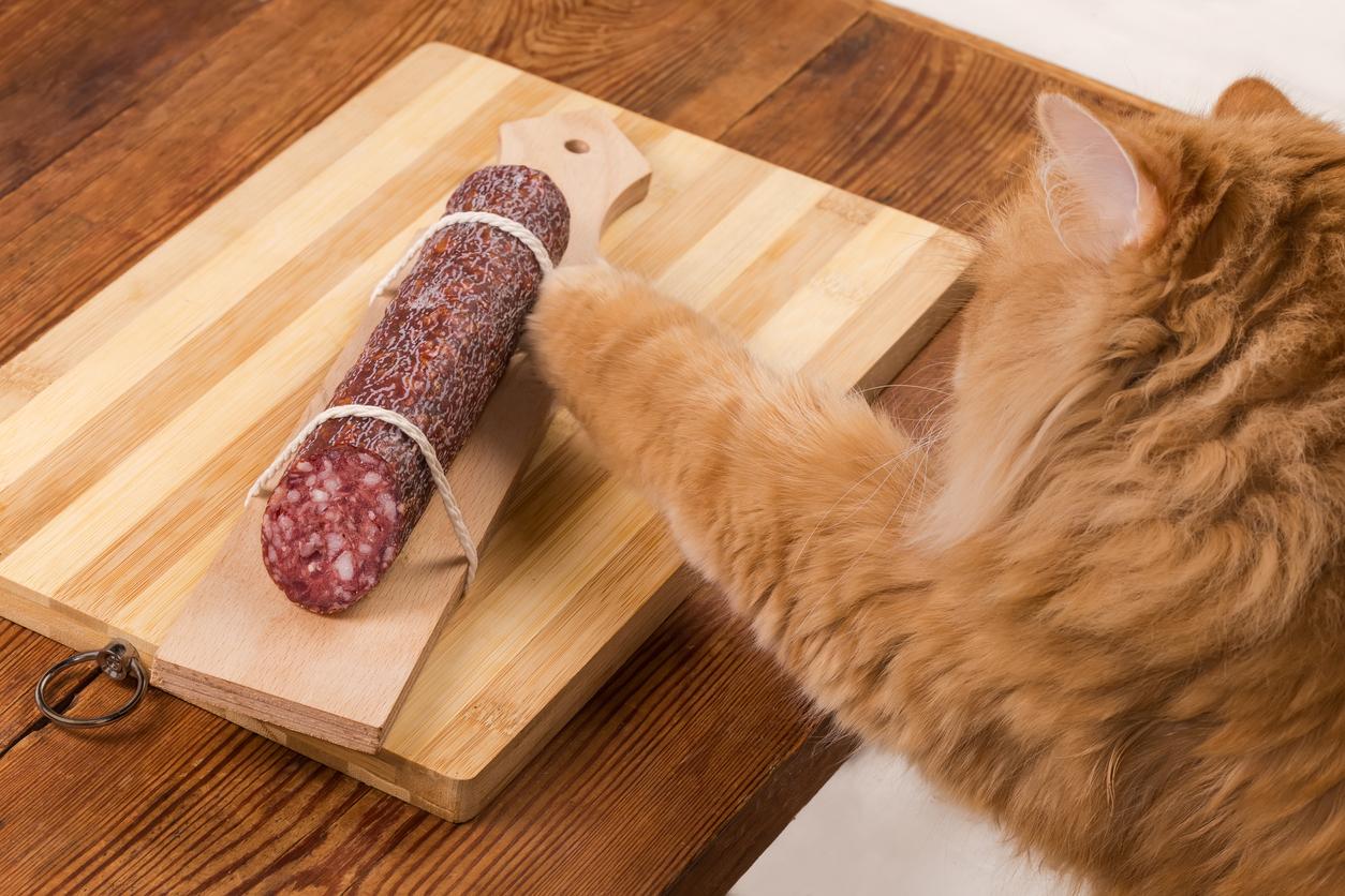 Back view of a fluffy orange cat swatting a paw at a cured block of salami.