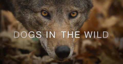 'Dogs in the Wild, A Nature Miniseries'
