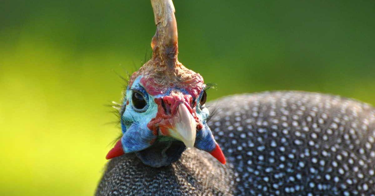Helmeted guineafowl stirring on the grounds of South Africa (Representative Cover Image Source: Getty Images | Alexander Yates)