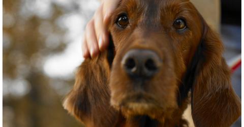 Leash Reactivity Dogs