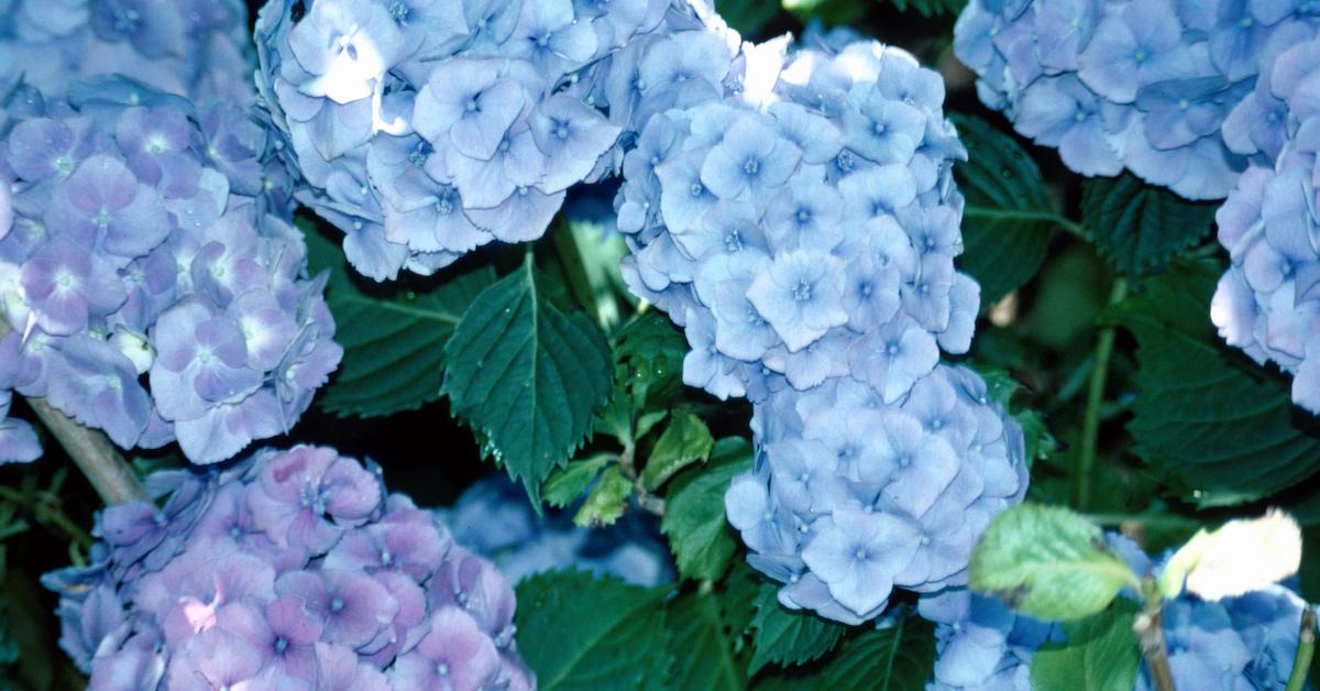 Hydrangeas