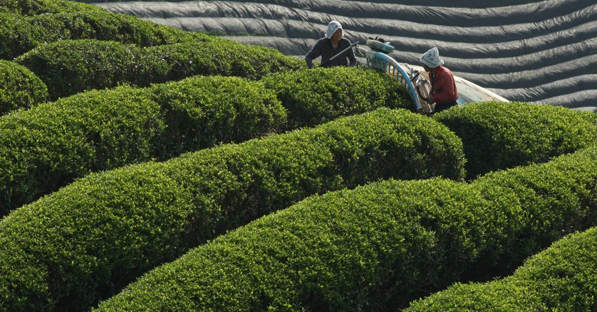 Workers in Japan in 2013 picking tea leaves that will eventually become green tea.