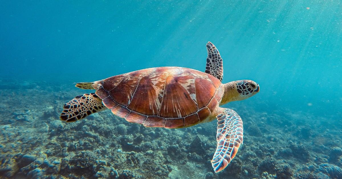 A sea turtle floats through the water as sunlight shines down from above