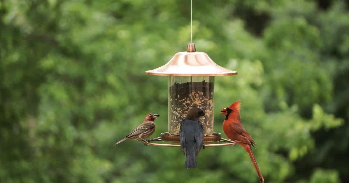 Three different kinds of birds feed on the grains in the birdfeeder. (Representative Cover Image Source: Getty Images | Suma Hegde)