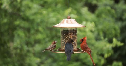 Three different kinds of birds feed on the grains in the birdfeeder. (Representative Cover Image Source: Getty Images | Suma Hegde)