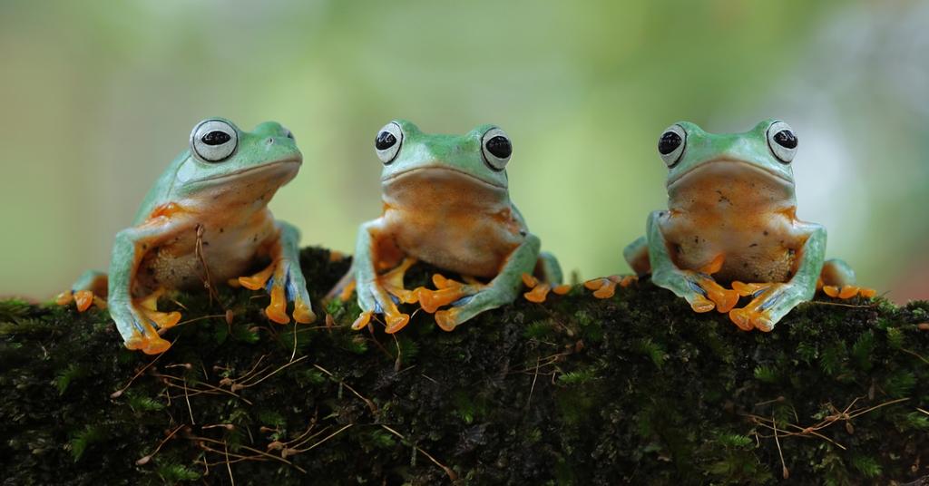 Are Amphibians Endangered? The Species Loss Under Our Noses