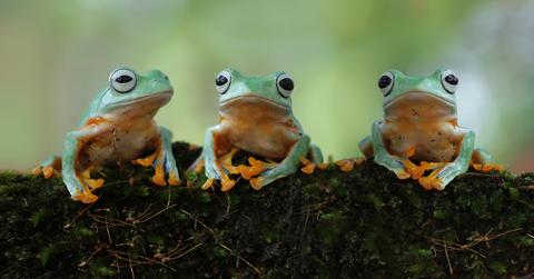 A trio of frogs rest on a log.