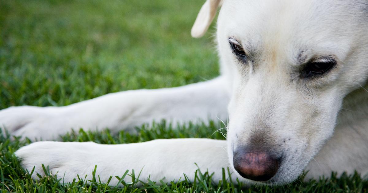 how to dissolve dog poop in grass