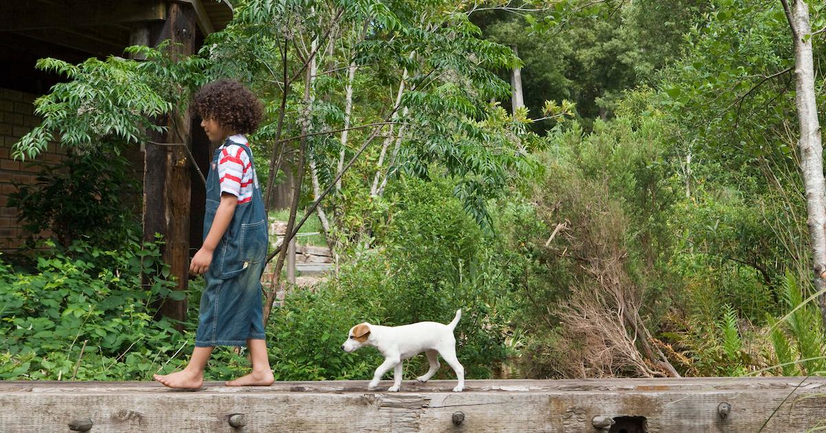 Why Does My Dog Follow Me Everywhere?