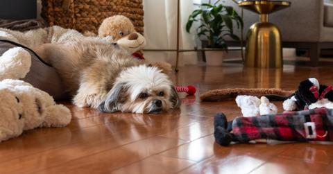 how to show love to dogs