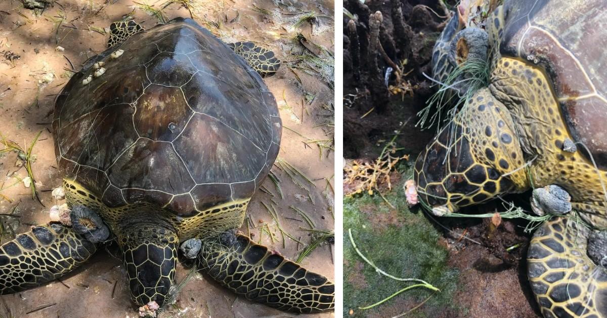 Two photos of a juvenile turtle tangled up in a fishing net 