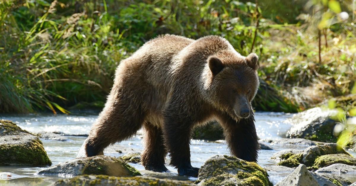 A grizzly bear crosses a stream