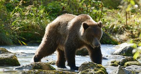 A grizzly bear crosses a stream