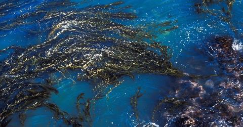 What is an autotroph?