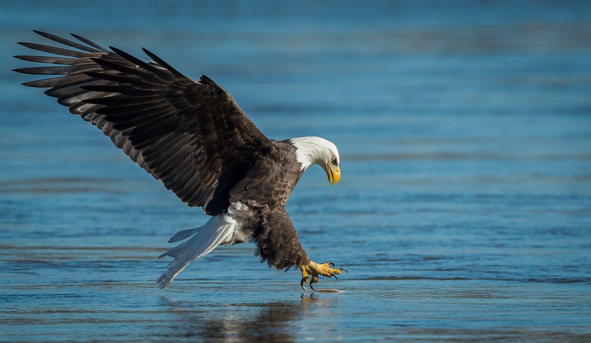 A Genetic Census of Every Endangered Species in America