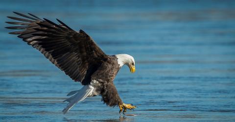 A Genetic Census of Every Endangered Species in America