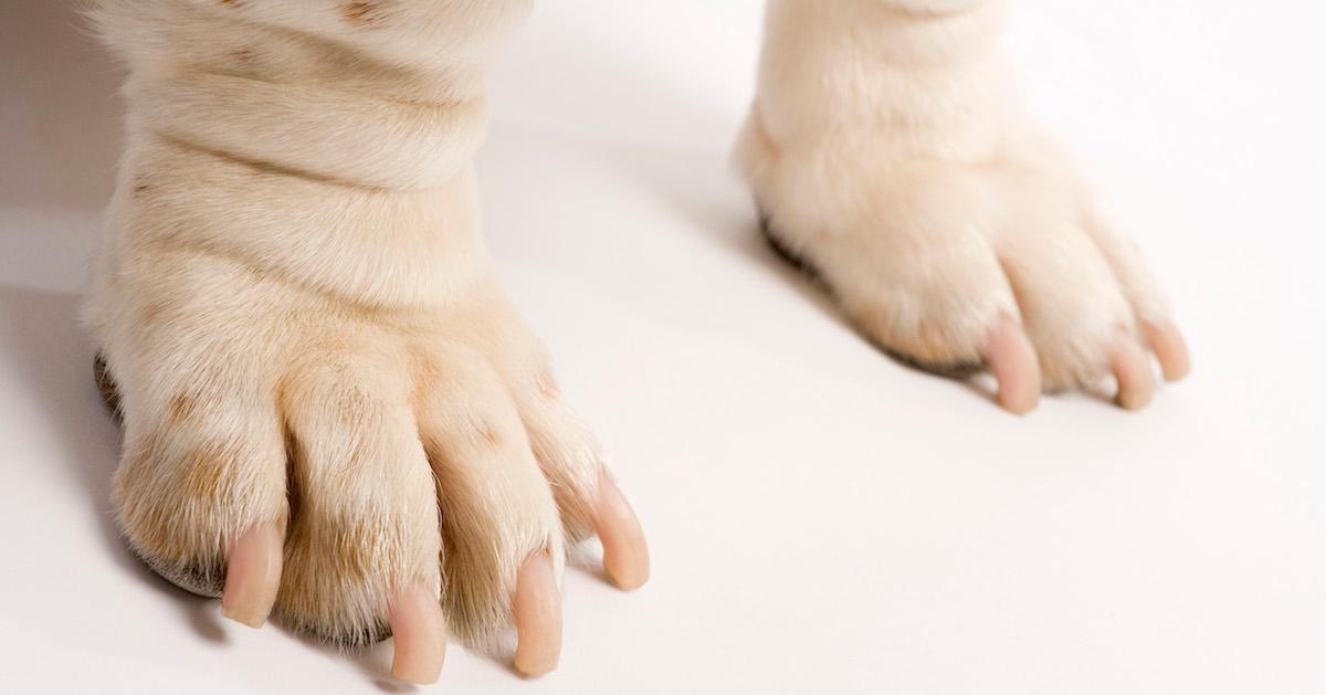 Why Are My Dog's Paws Dry?