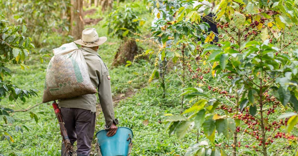 Elderly person walking through a coffee plantation carrying a bucket and a full bag of coffee beans