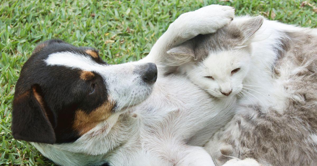 (l-r): A dog snuggled up with a cat while outside. 