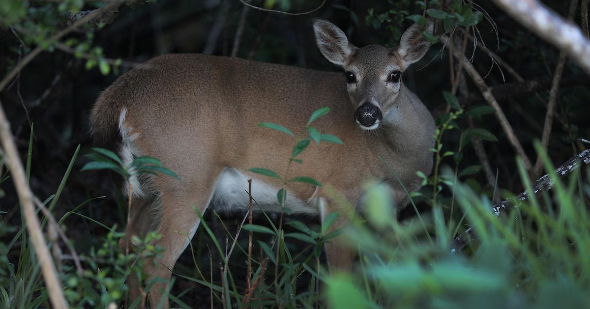 Key Deer Population