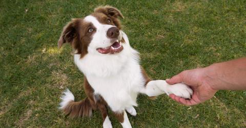 why is my dog eating grass