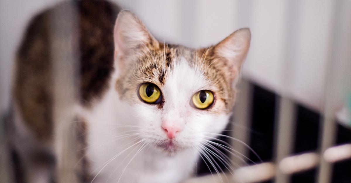 Tabby cat in animal shelter.