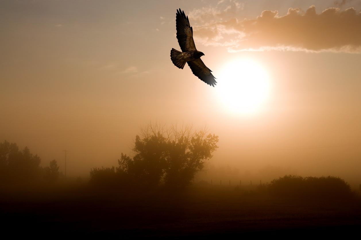 A red-tailed hawk appears flying over trees at sunset.