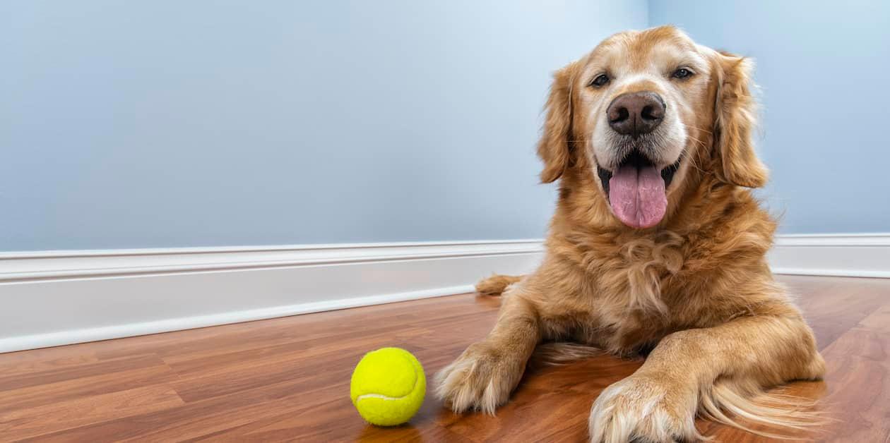 Elderly Golden Retriever lying on wooden floor with a tennis ball, looking happy with life.