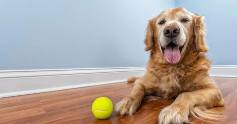 Elderly Golden Retriever lying on wooden floor with a tennis ball, looking happy with life.