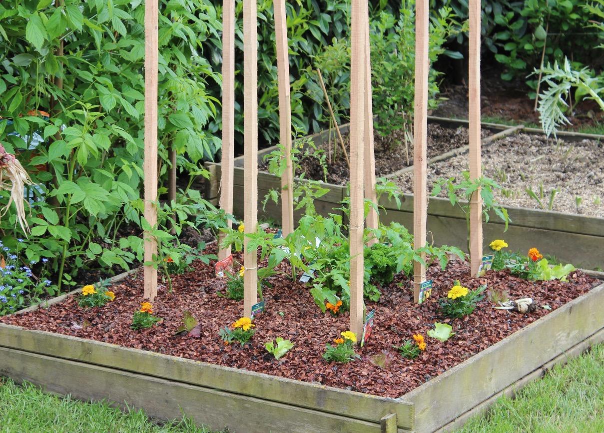 Small vegetable garden in a wooden raised bed with stakes for climbing plants