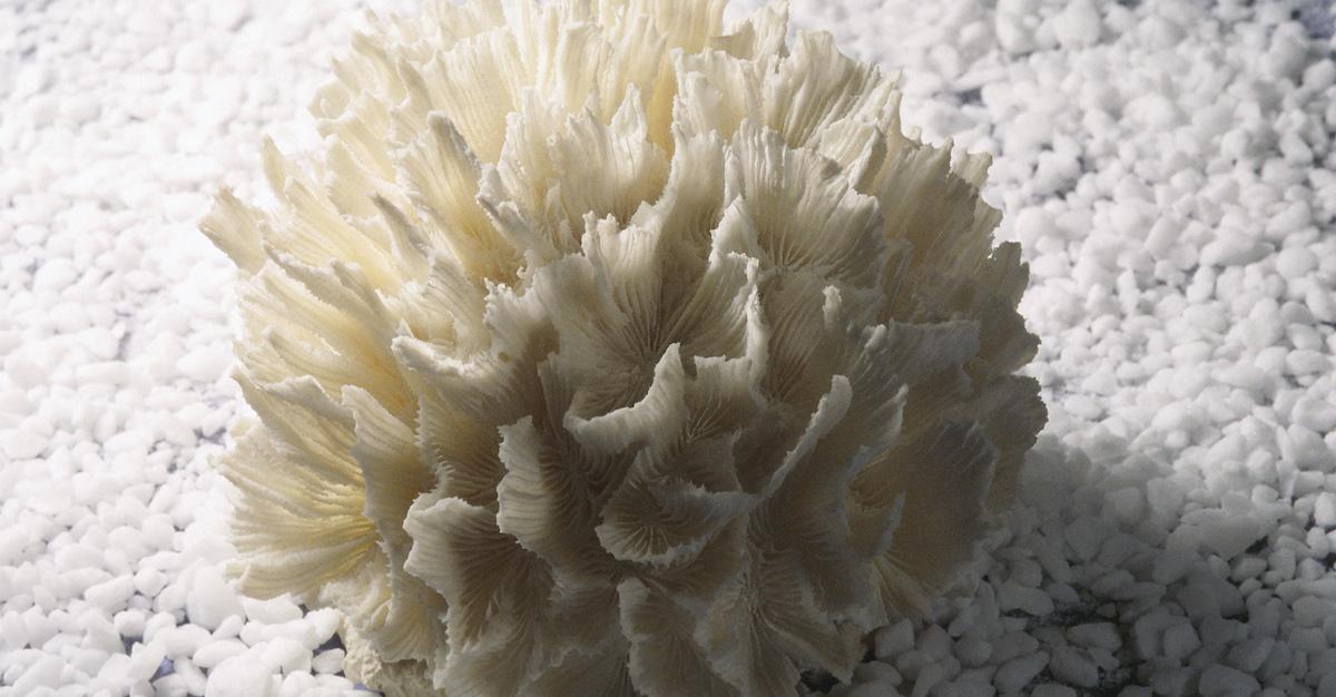 what is coral bleaching