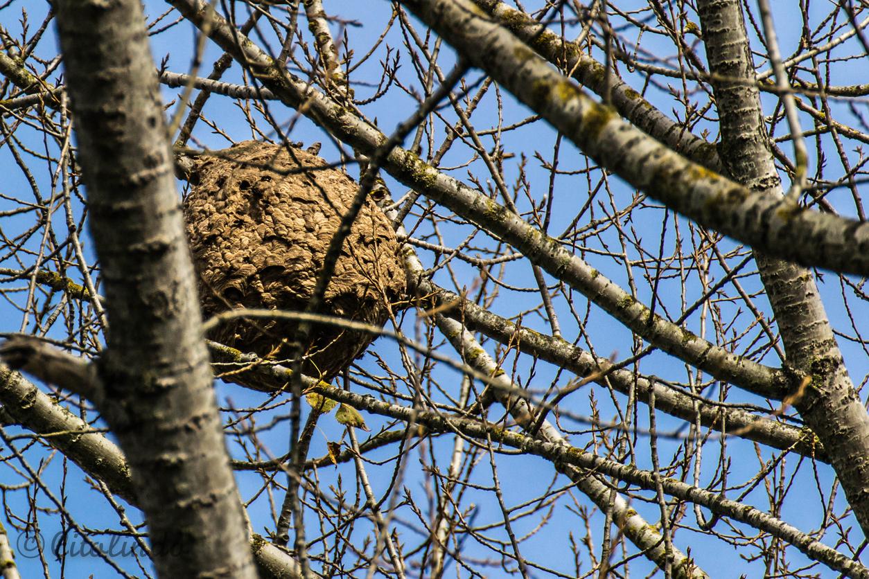 murder hornets us colony