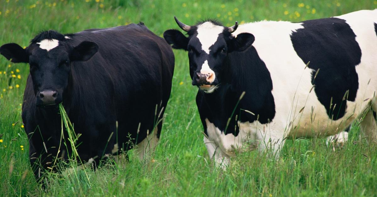 Cows grazing.