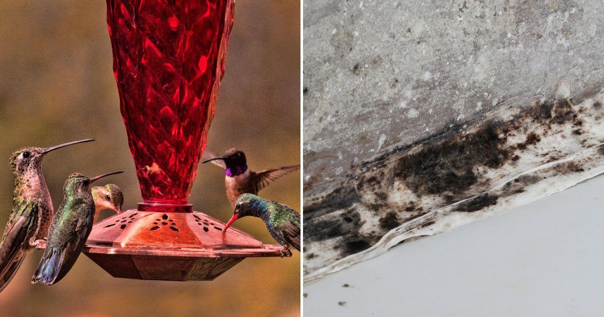 (L) A group of hummingbirds eating nectar; (R) A damp wall with black mold. (Representative Image Source: Getty Images | (L) Mark Newman; (R)YURY NIKALAYEU)