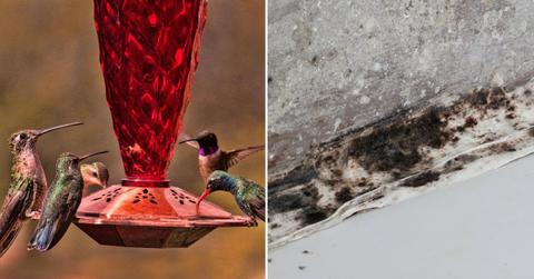 (L) A group of hummingbirds eating nectar; (R) A damp wall with black mold. (Representative Image Source: Getty Images | (L) Mark Newman; (R)YURY NIKALAYEU)