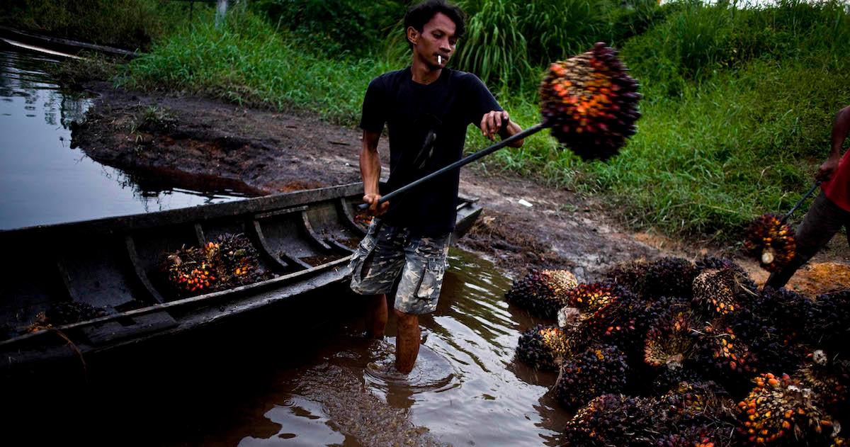 Worker harvesting palm oil