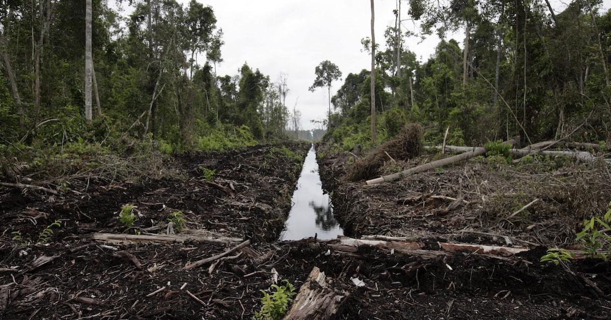 Deforestation in Sumatra